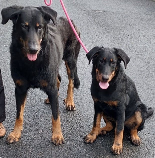 les chiots grandissent bien dans leur nouvelle famille.